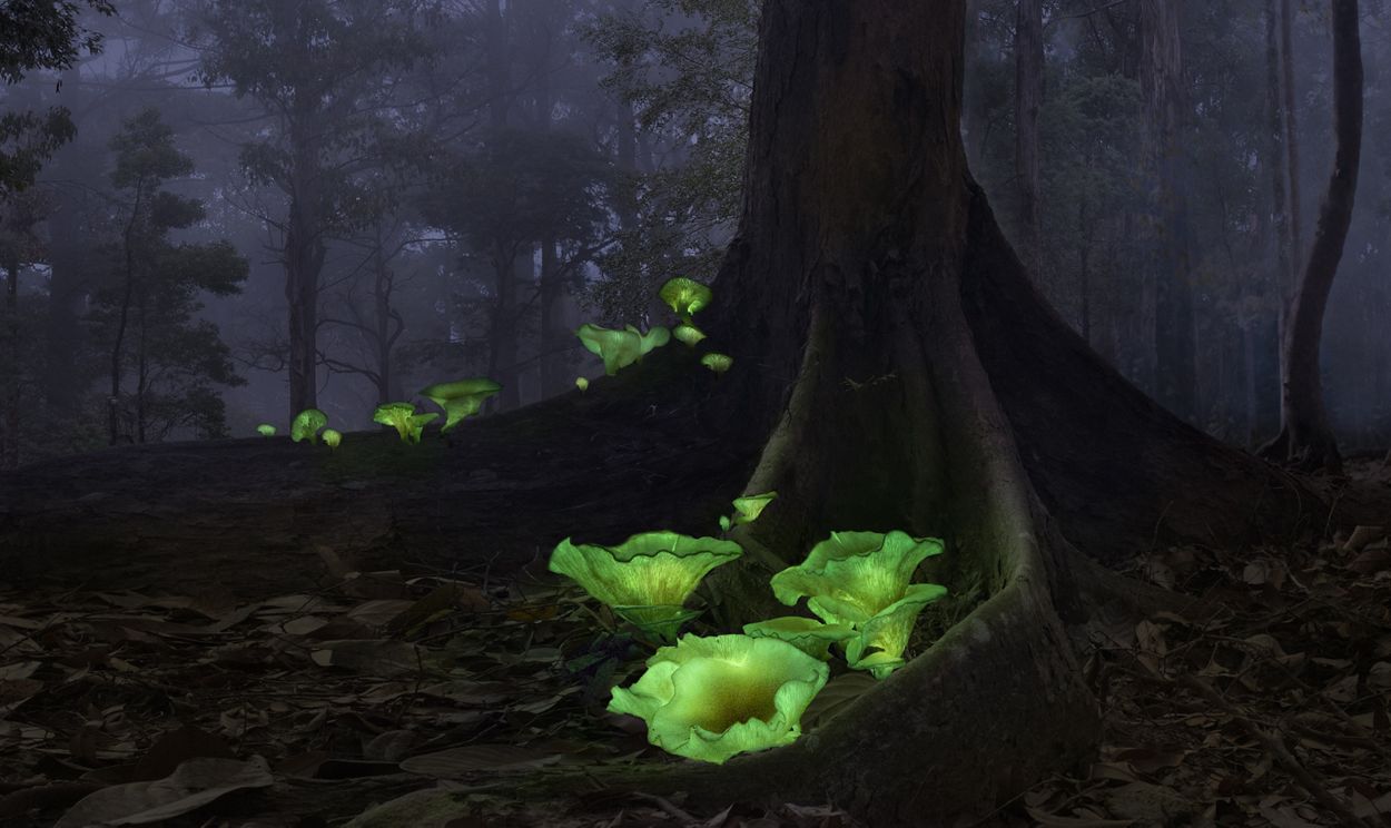 Hongos fantasma, llamados así por su brillo verde. Su nombre es Omphalotus Nidiformis.