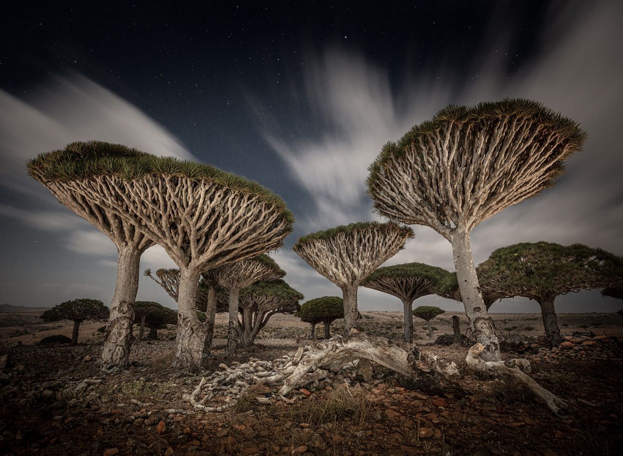 Dragon Blood Trees en una foto nocturna de larga exposición. Estos árboles crecen solo en las altas mesetas de la isla de Socotra. 