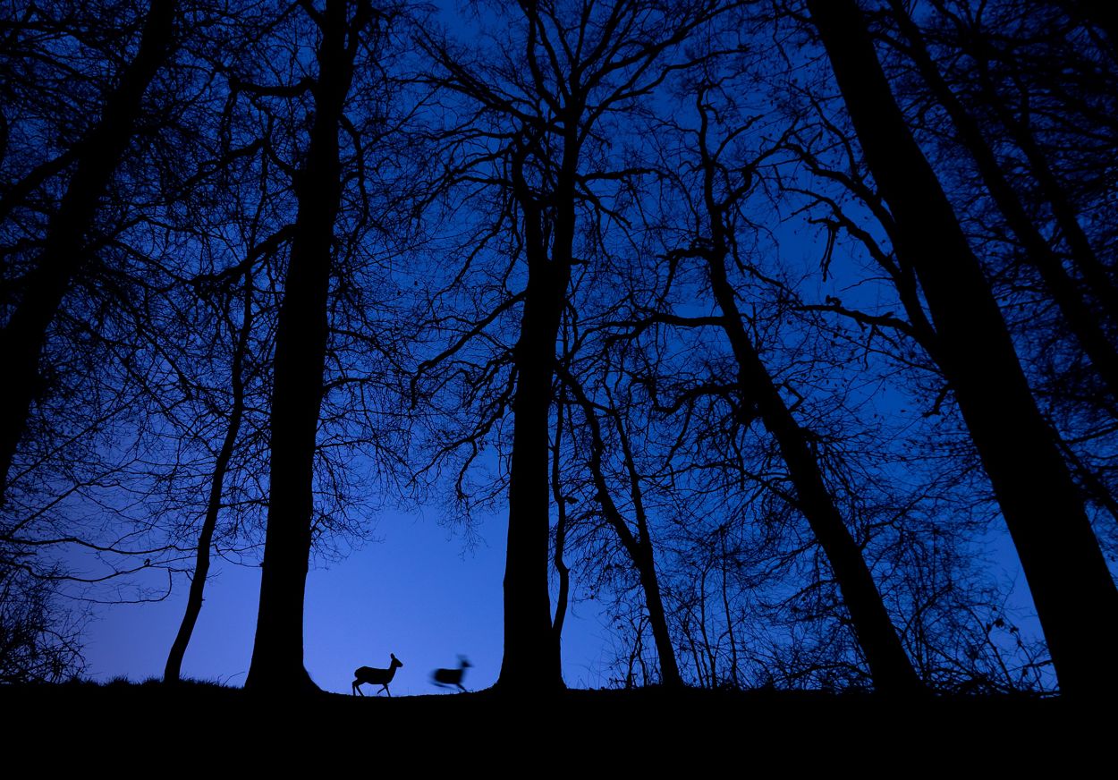 Ciervo en el amanecer azul. 