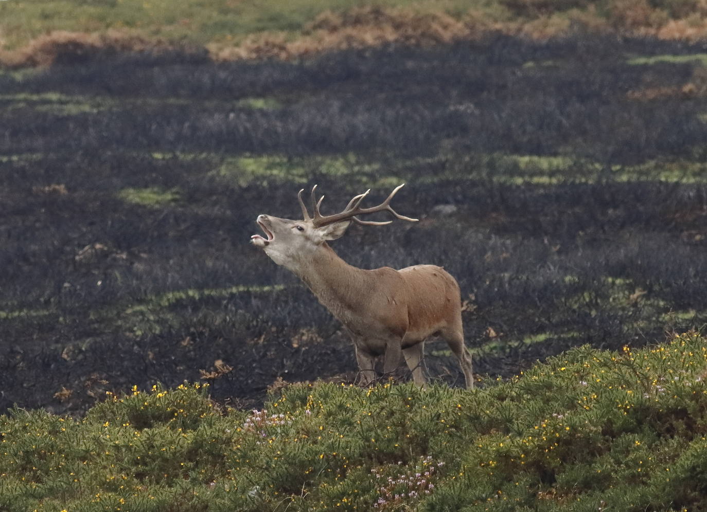 Fotos: El estruendo del bosque llega a su fin