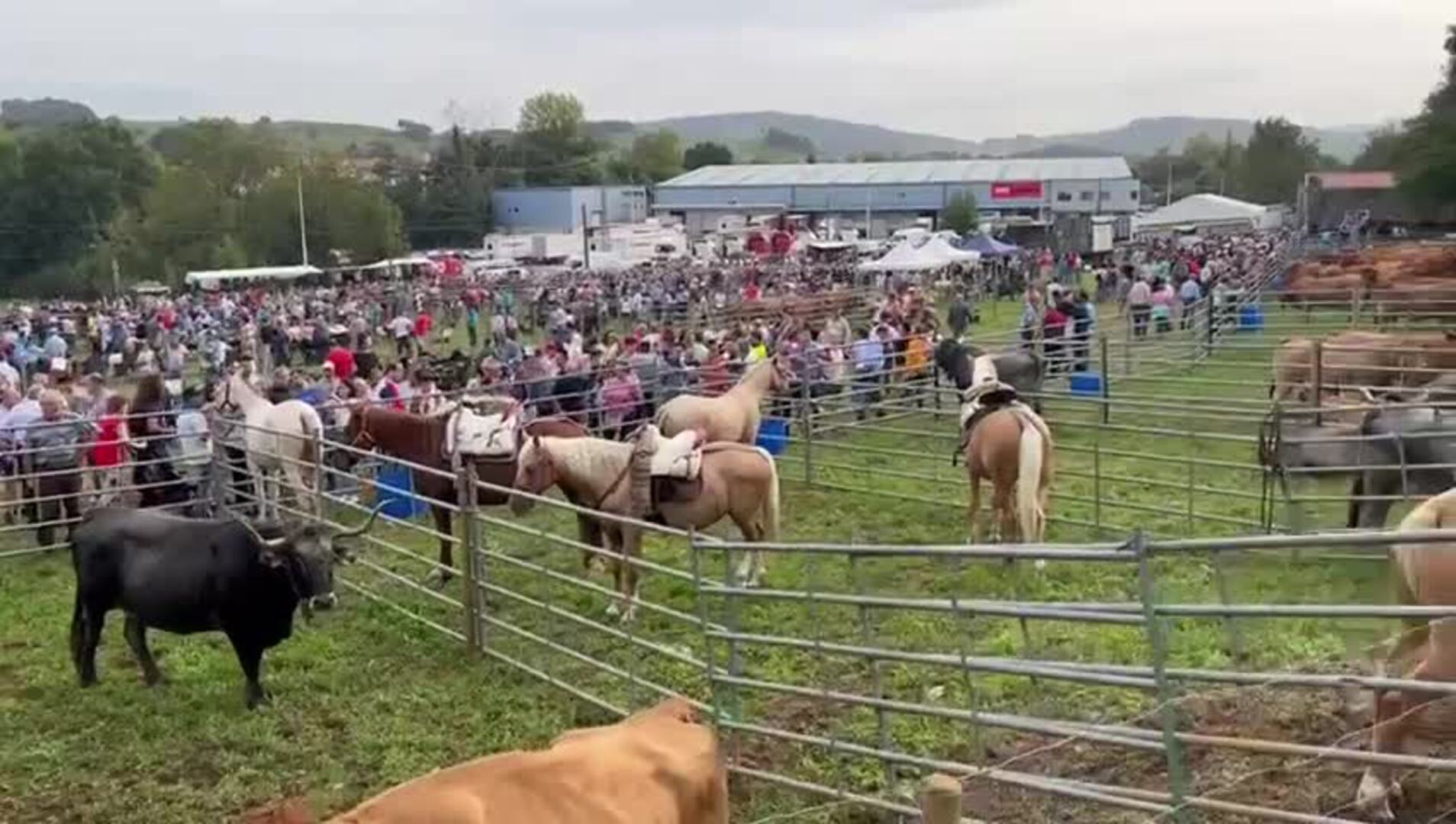 Feria de San Lucas en Hoznayo