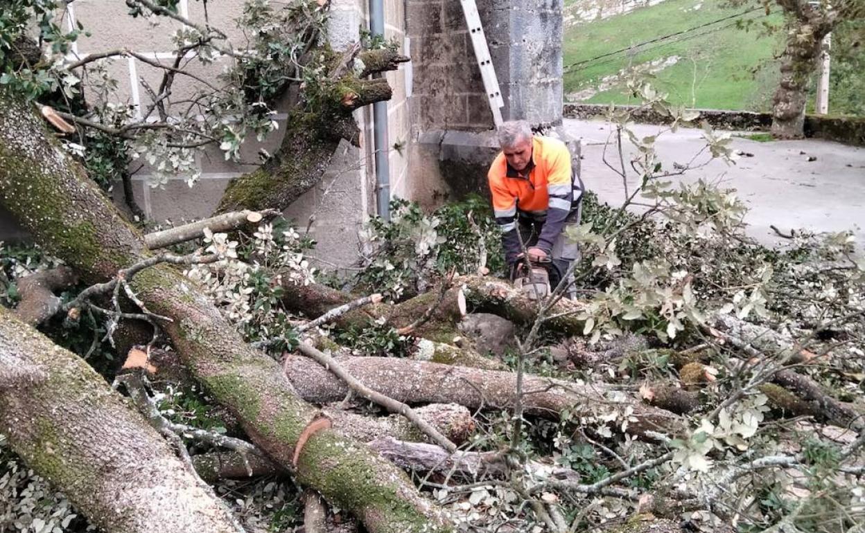 Un operario en las labores, este viernes, para retirar la parte del árbol que se vino abajo el miércoles 