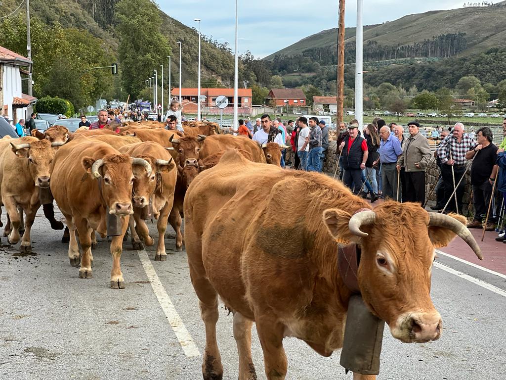 Fotos: Multitudinaria feria ganadera en Cabuérniga