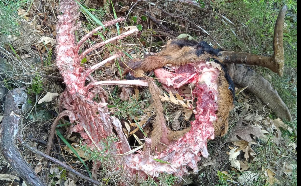 Los restos del cabrito que se hallaron el sábado en Soberado. 