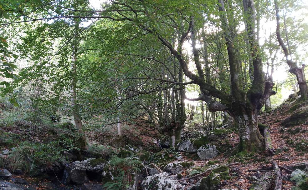 Hayedo de Errekaundi (Urkiola)