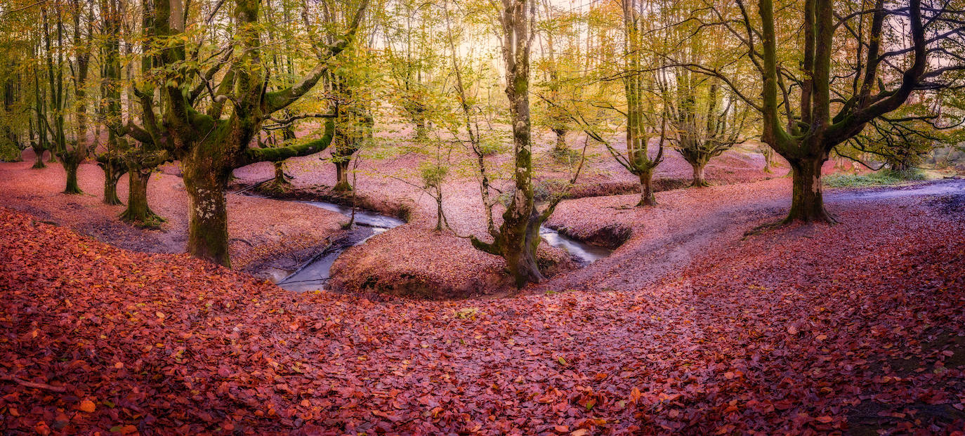 Hayedo de Otzarreta (Gorbea)