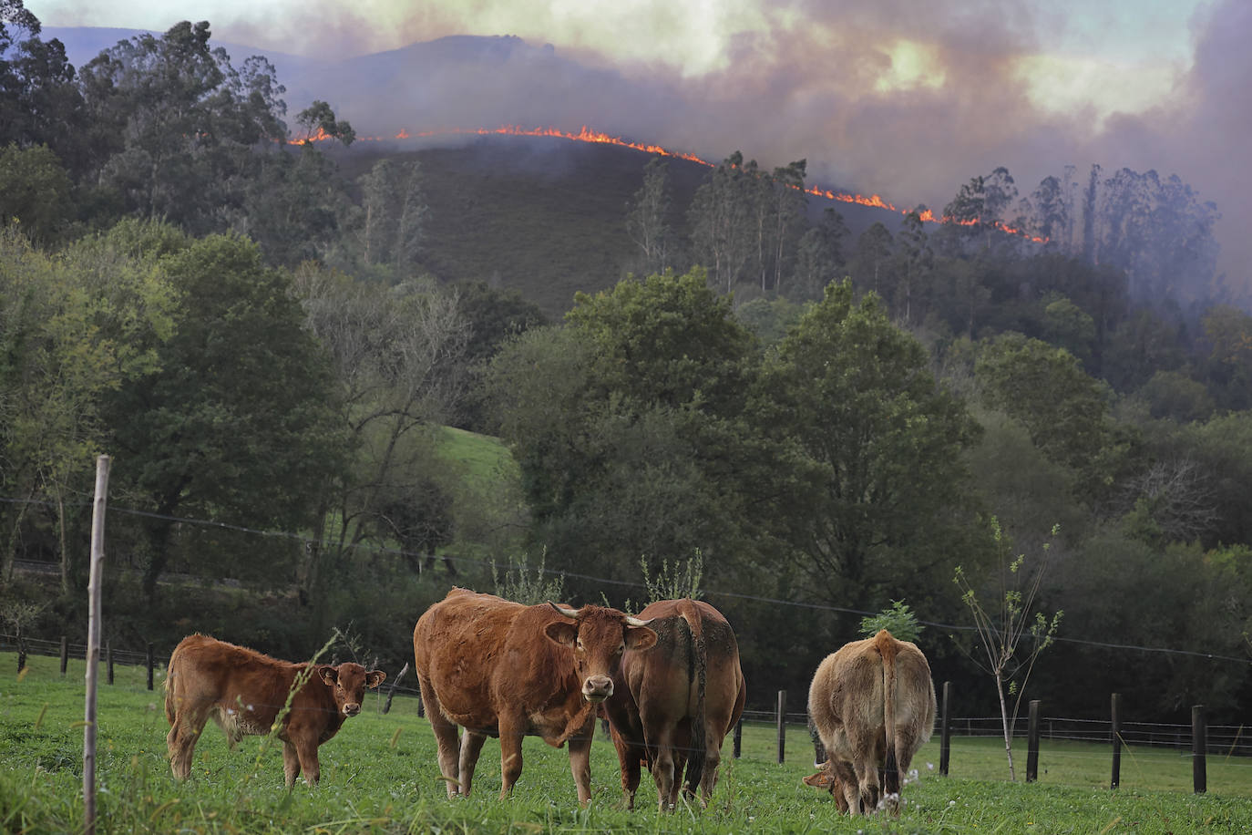 Un grupo de vacas pasta con las llamas del incendio de Treceño al fondo.