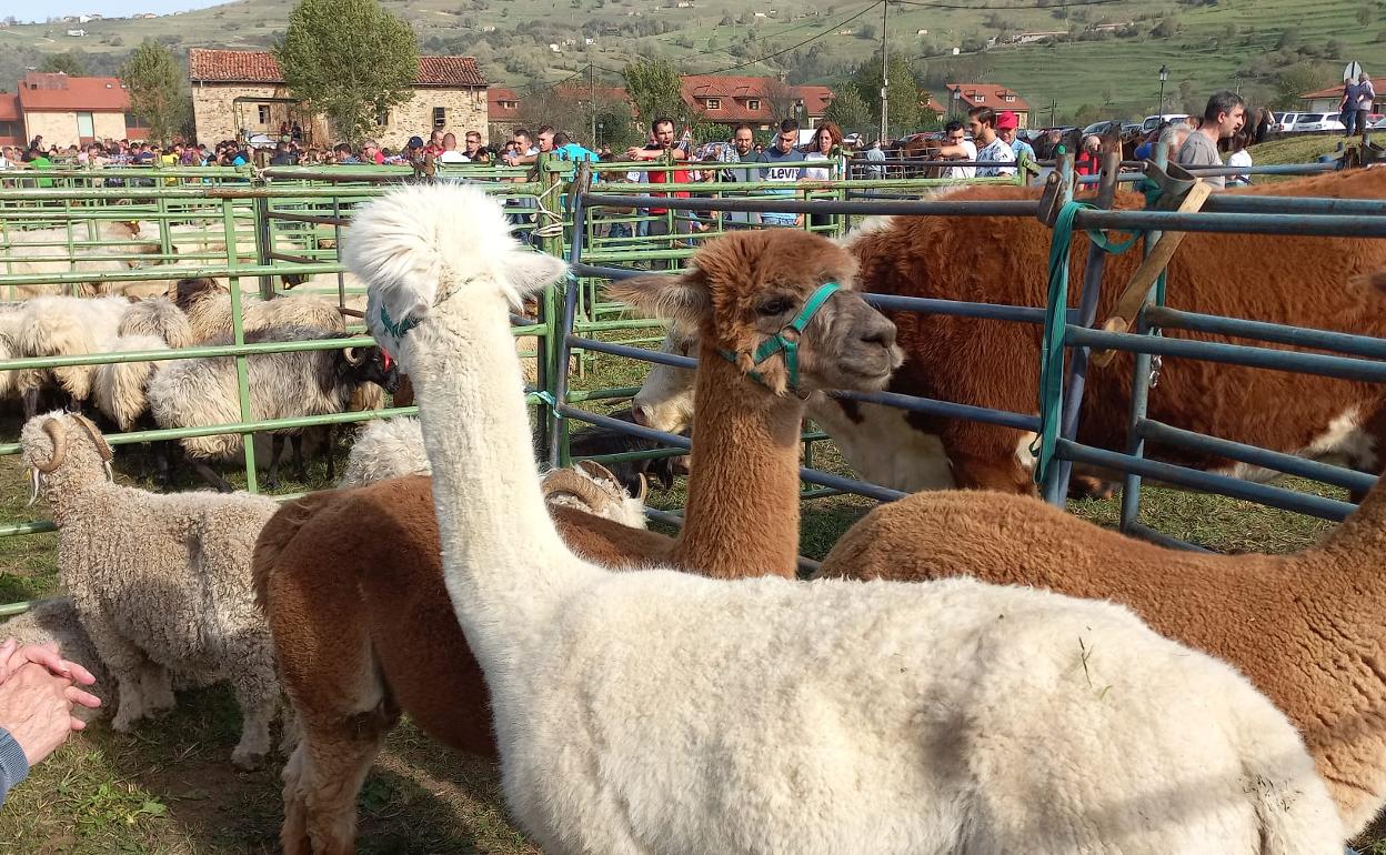 Alpacas en la primera Feria de Ganado del Valle de Pisueña. 