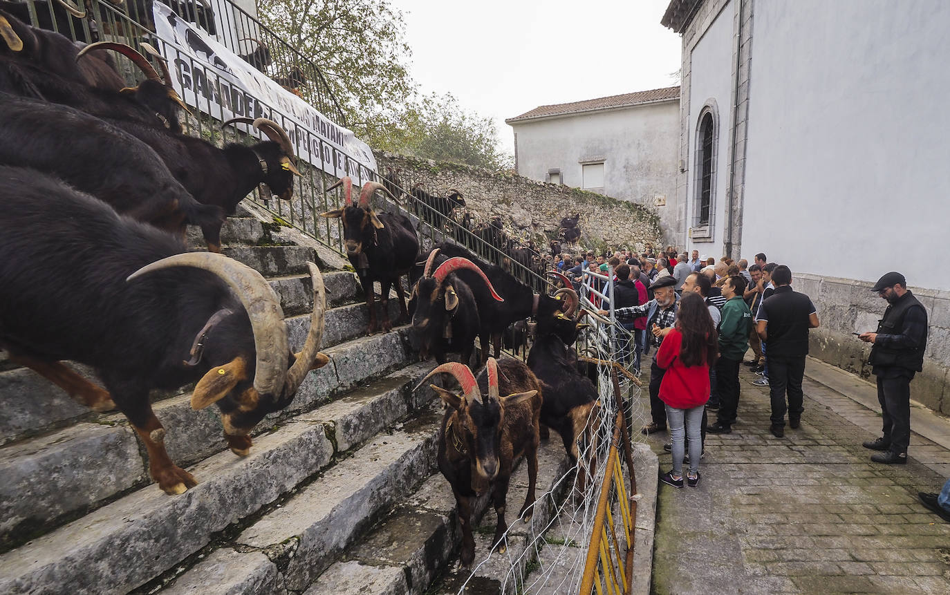 Miles de personas no se han querido perder el regreso de una de las clásicas citas ganaderas de Cantabria