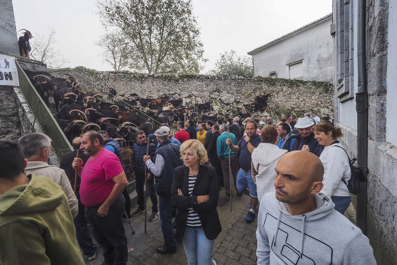 Miles de personas no se han querido perder el regreso de una de las clásicas citas ganaderas de Cantabria