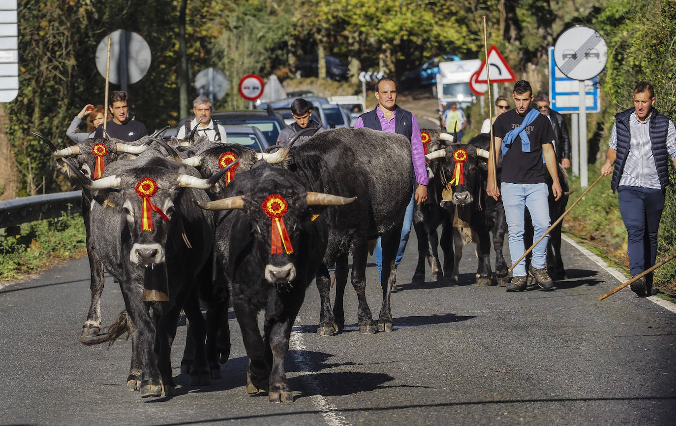 Miles de personas no se han querido perder el regreso de una de las clásicas citas ganaderas de Cantabria