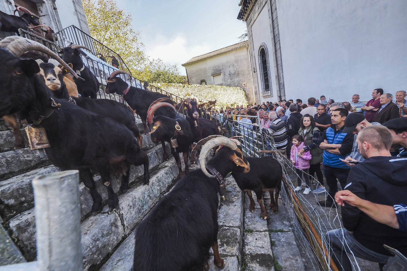 Miles de personas no se han querido perder el regreso de una de las clásicas citas ganaderas de Cantabria