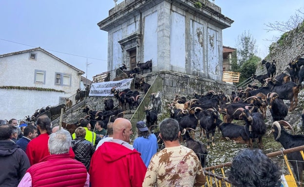 La iglesia de San Pelayo ha vuelto a ser el epicentro de la exposición de ejemplares 