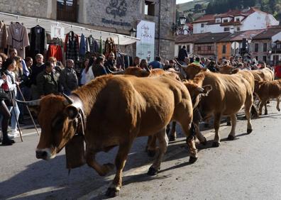 Imagen secundaria 1 - 500 cabezas de ganado desfilan en la Feria de los Santos en Potes