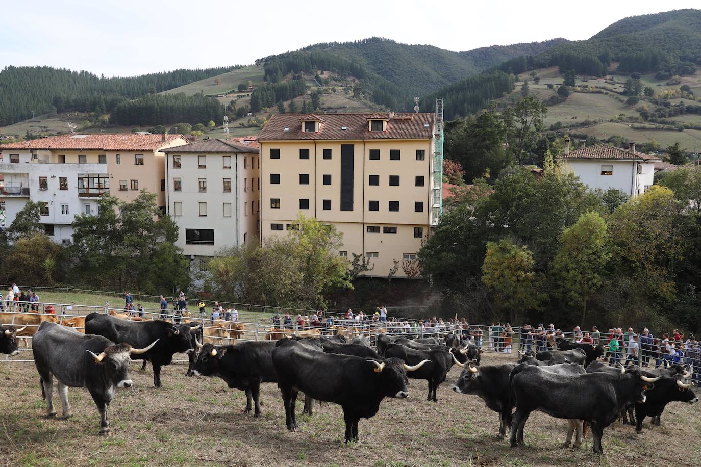 Fotos: La Feria de los Santos de Potes, en imágenes