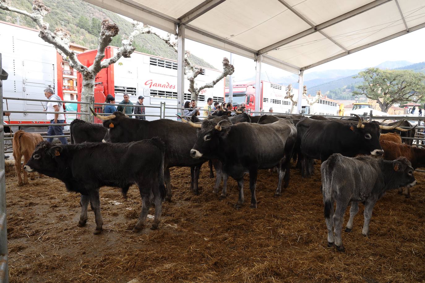 Fotos: La Feria de los Santos de Potes, en imágenes