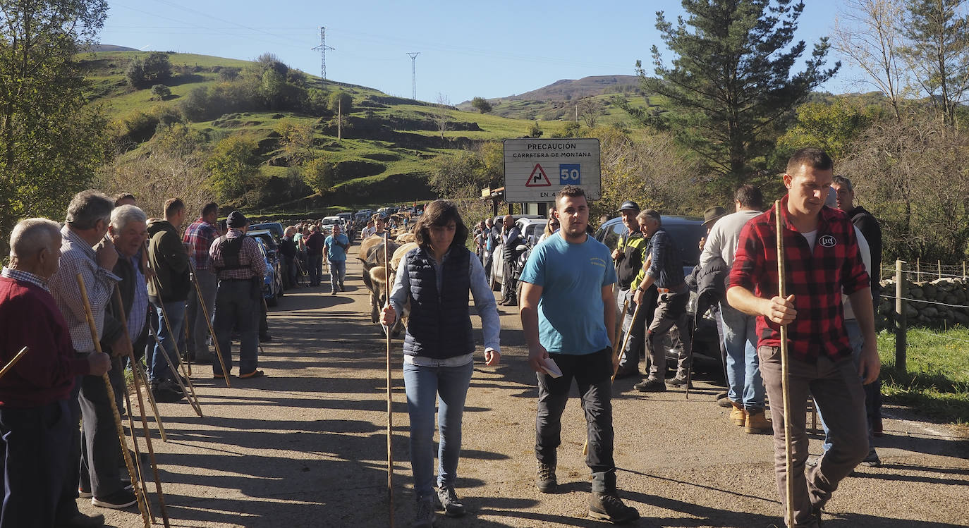 La feria ha celebrado este sábado su 42 edición con 1.116 vacas tudancas, 173 yeguas y 20 cabras. La jornada se completó con la tradicional 'pasá' por la calle principal de Quintanilla y otras actividades, como actuaciones musicales, romería y reparto de chocolate y corbatas entre los asistentes