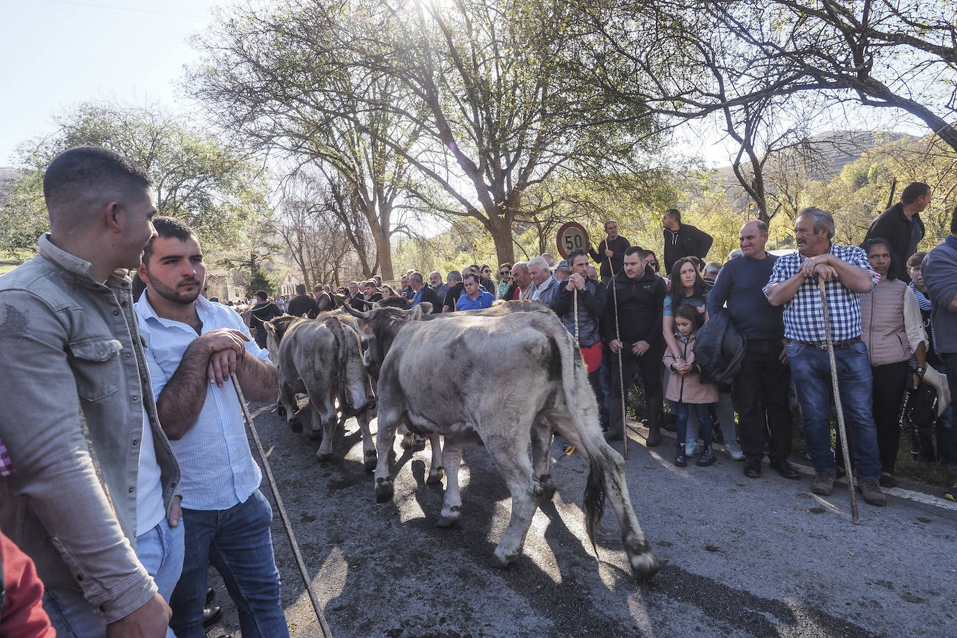 La feria ha celebrado este sábado su 42 edición con 1.116 vacas tudancas, 173 yeguas y 20 cabras. La jornada se completó con la tradicional 'pasá' por la calle principal de Quintanilla y otras actividades, como actuaciones musicales, romería y reparto de chocolate y corbatas entre los asistentes