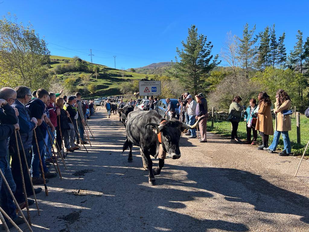 La feria ha celebrado este sábado su 42 edición con 1.116 vacas tudancas, 173 yeguas y 20 cabras. La jornada se completó con la tradicional 'pasá' por la calle principal de Quintanilla y otras actividades, como actuaciones musicales, romería y reparto de chocolate y corbatas entre los asistentes