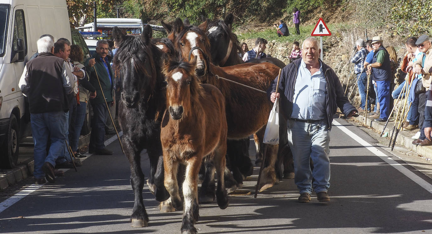 Fotos: La tradicional &#039;pasá&#039; de cabañas ganaderas por Cieza