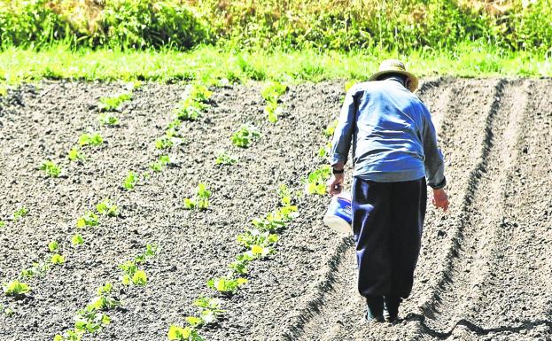 Los productos de la huerta tienen protagonismo en la oferta 'agro' de la comarca.