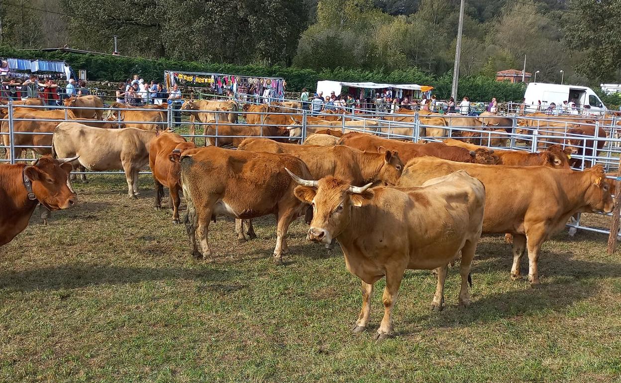 Imagen de la primera Feria Ganadera del Valle del Pisueña hace unos días. 