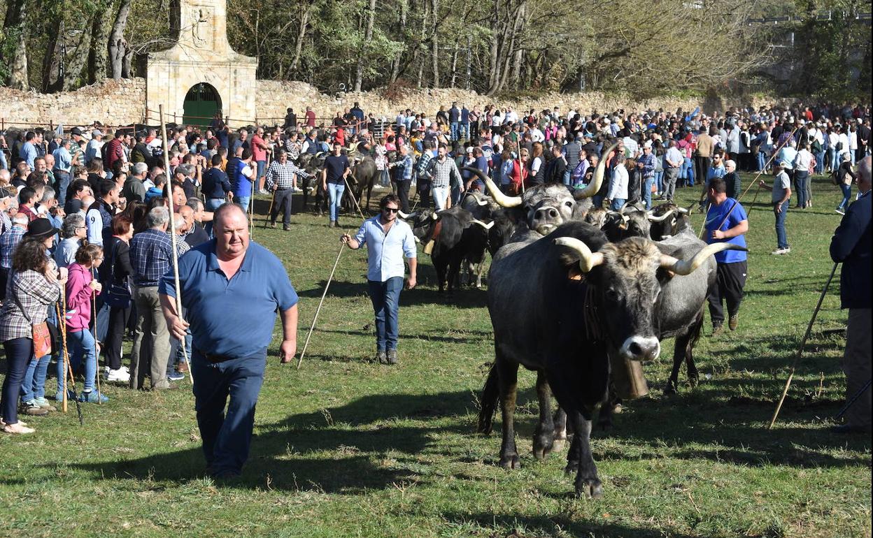 El público se concentró durante la mañana en el acceso al prado ferial para disfrutar del ganado.