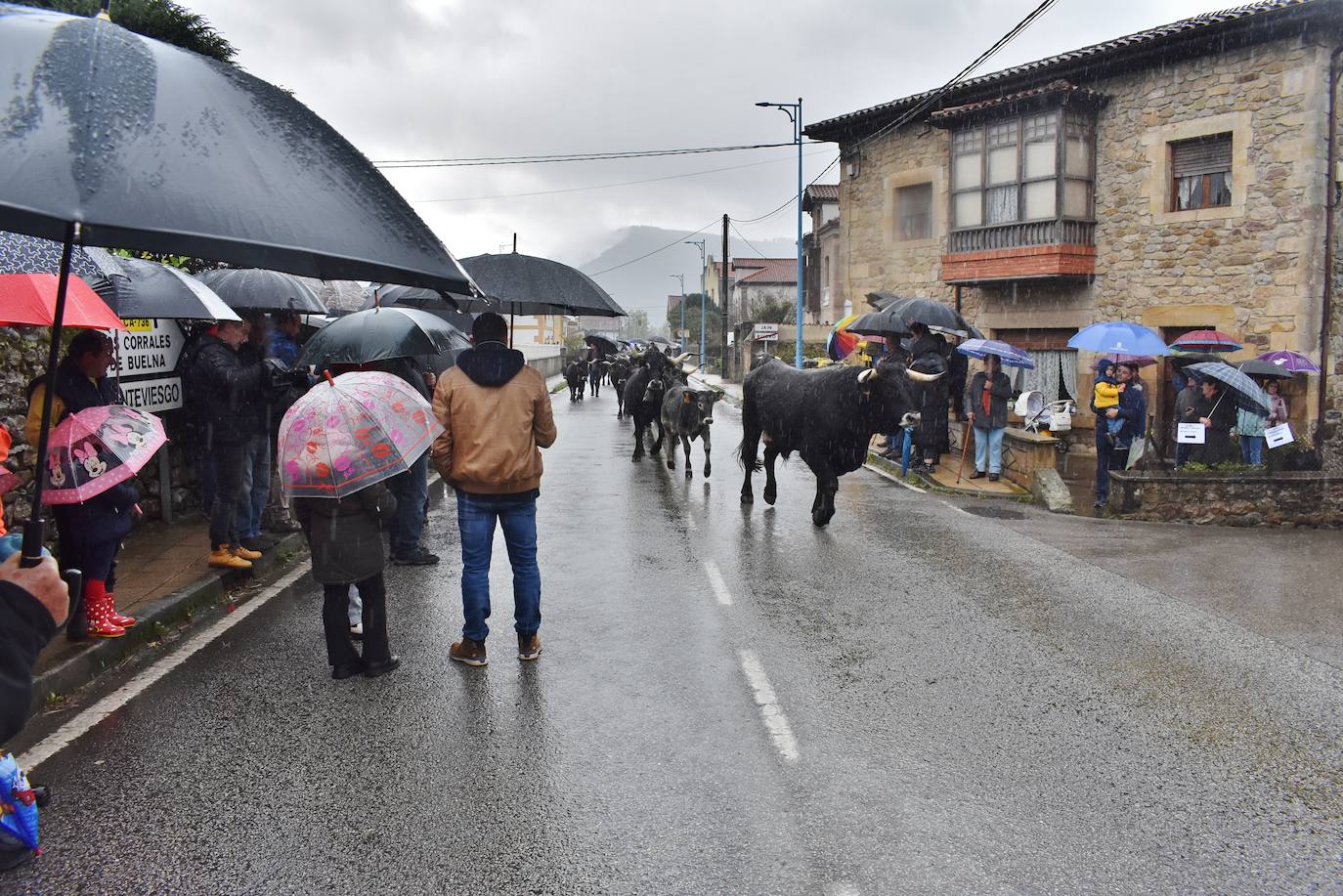 Fotos: Feria de ganado en San Felices de Buelna