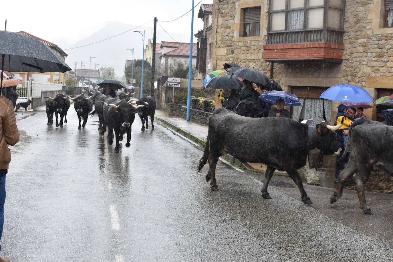 Fotos: Feria de ganado en San Felices de Buelna