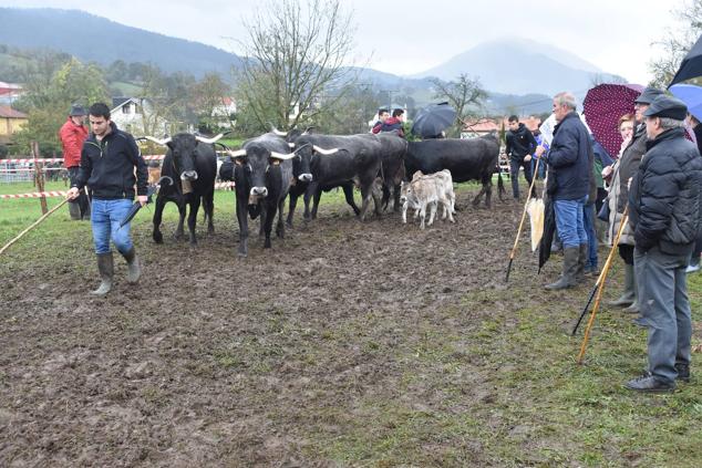 Fotos: Feria de ganado en San Felices de Buelna