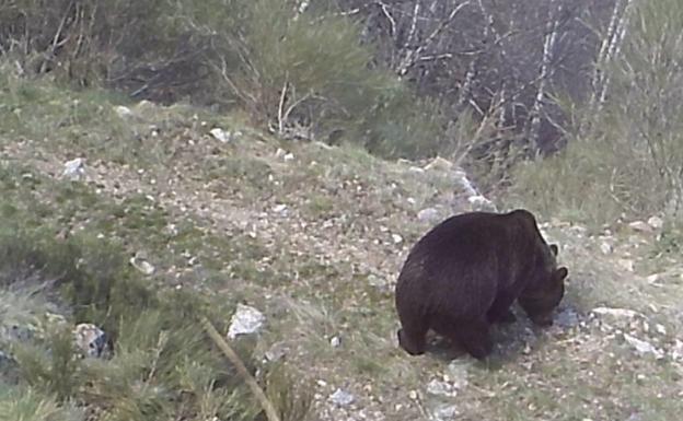 Ejemplar de oso pardo en la montaña leonesa. 