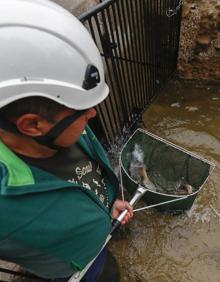 Imagen secundaria 2 - Arriba, el consejero de Medio Ambiente, Guillermo Blanco besa a un salmón antes de soltarle.