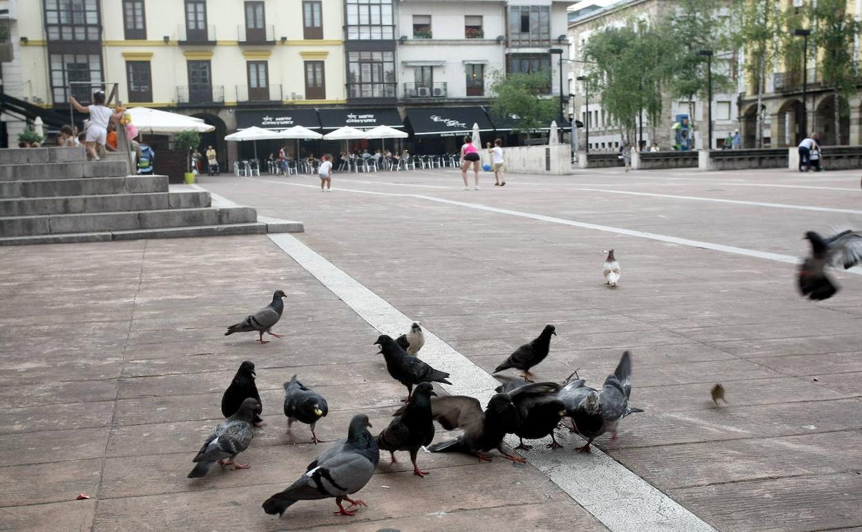 El control de plagas de aves de Torrelavega sale a licitación por 48.400 euros