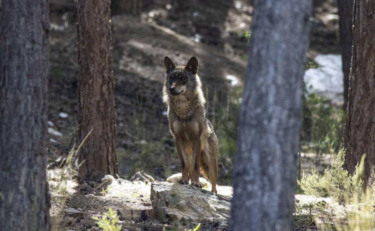 Un lobo ibérico en cautividad en Robledo de Sanabria. 