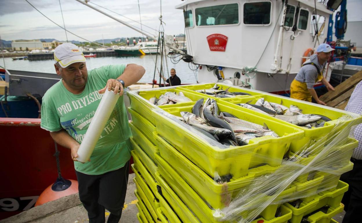 Descarga de chicharro en el puerto de Santoña en una imagen de archivo. 