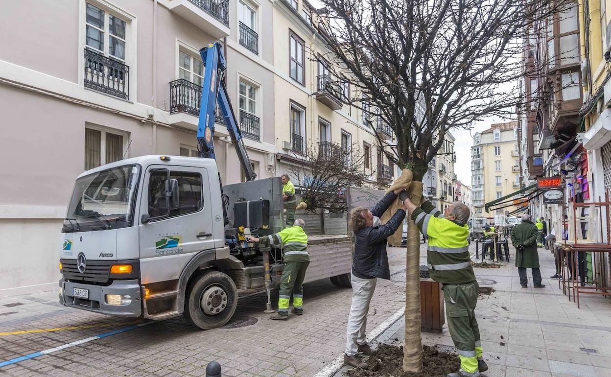 Operarios de Parques y Jardines realizan un transplante de un árbol en Peña Herbosa. 