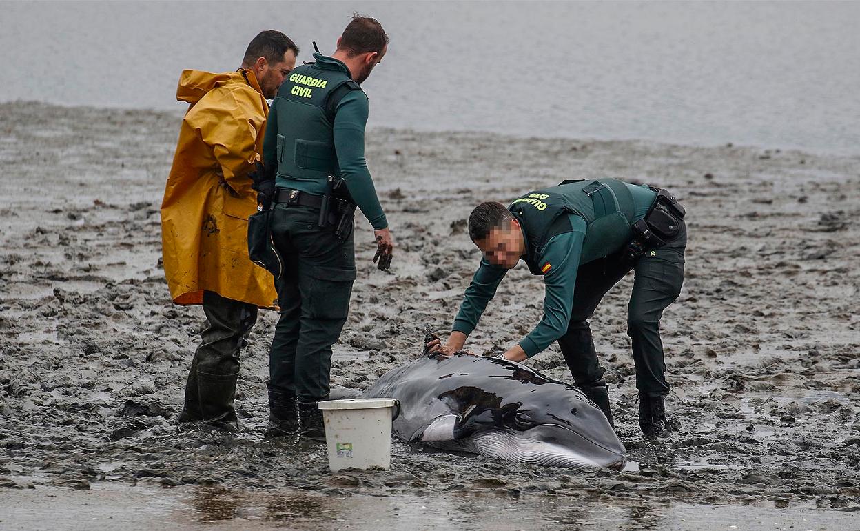 El pescador y Guardia Civil ponen derecha a la ballena para facilitar que respire. 