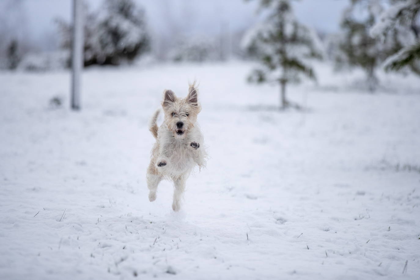 Los exploradores de la nieve