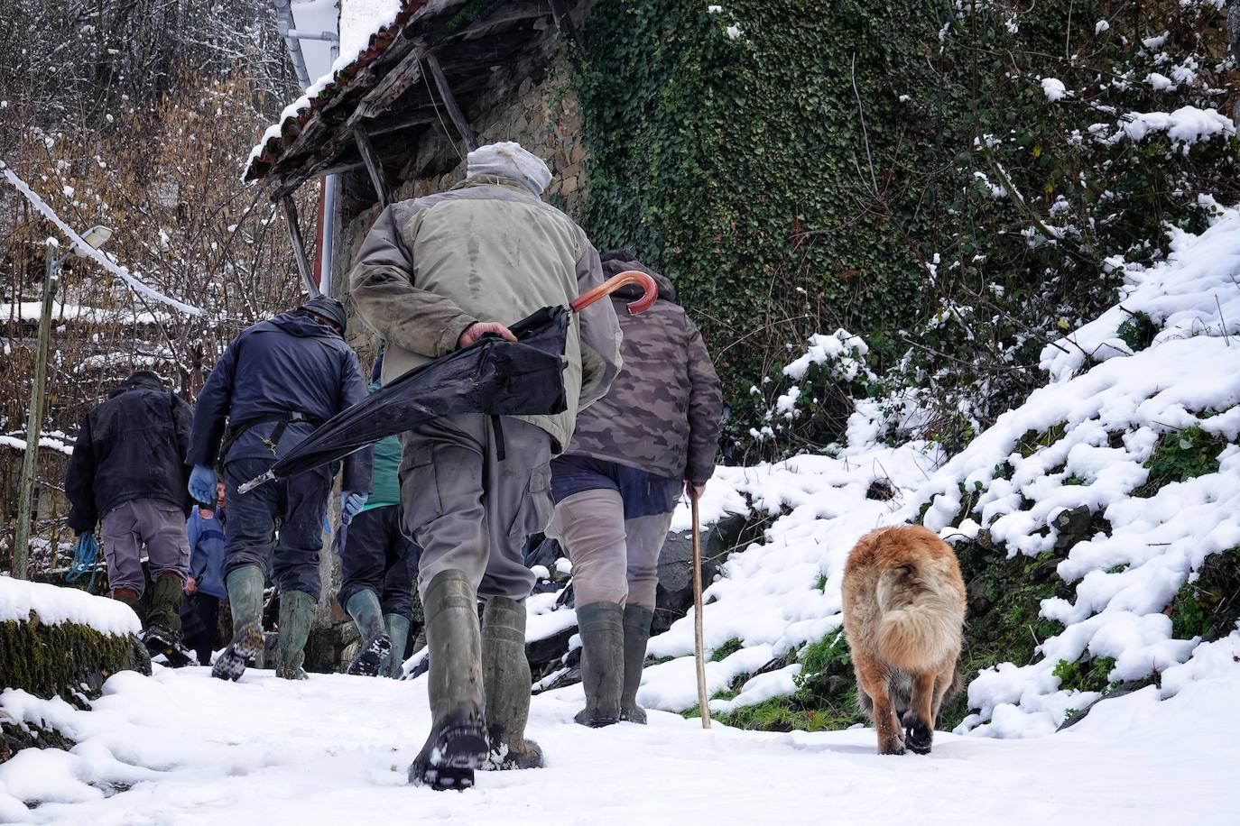 Los perros no solo lo pasan en grande cuando caen los primeros copos, también activan su metabolismo para protegerse del frío