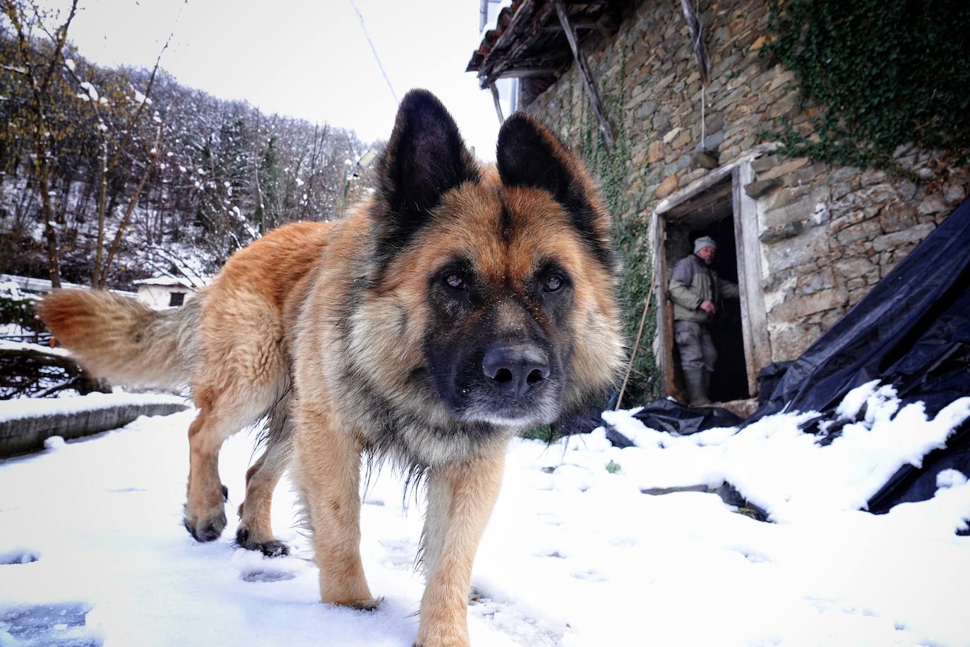 Los perros no solo lo pasan en grande cuando caen los primeros copos, también activan su metabolismo para protegerse del frío