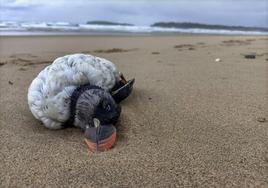 Imagen de un ejemplar de frailecillo muerto, una de las especies más afectadas, y que fue encontrado en la playa de Somo la semana pasada.