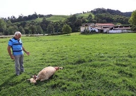 Un ganadero de Cabezón de la Sal frente a una de sus ovejas atacada por un lobo