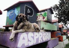 Misa, miembro de la familia perruna Asproan, posa para una fotografía junto a unas casetas decoradas con el logotipo de la protectora.