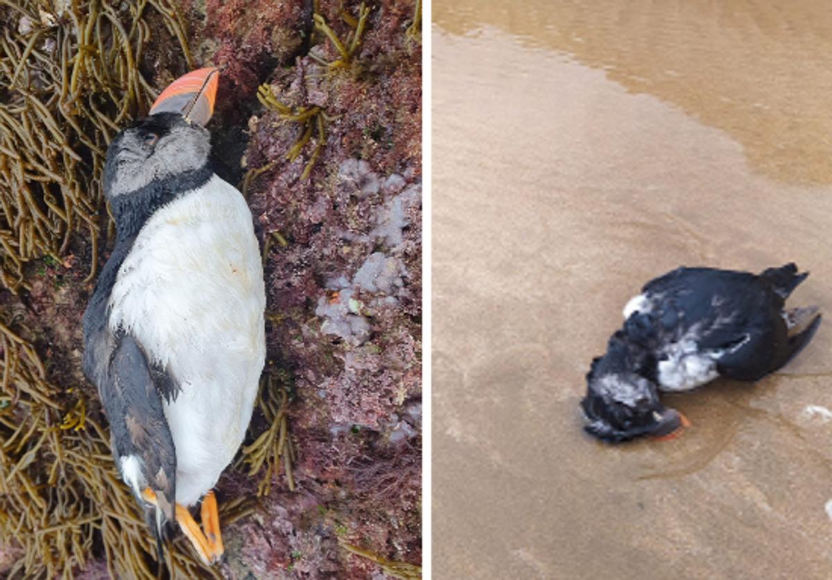 Dos de las aves que han aparecido en los arenales castreños