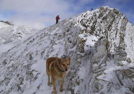 Thor, el perro cruce de varias razas de más que ha logrado sobrevivir en la Montaña Central Leonesa