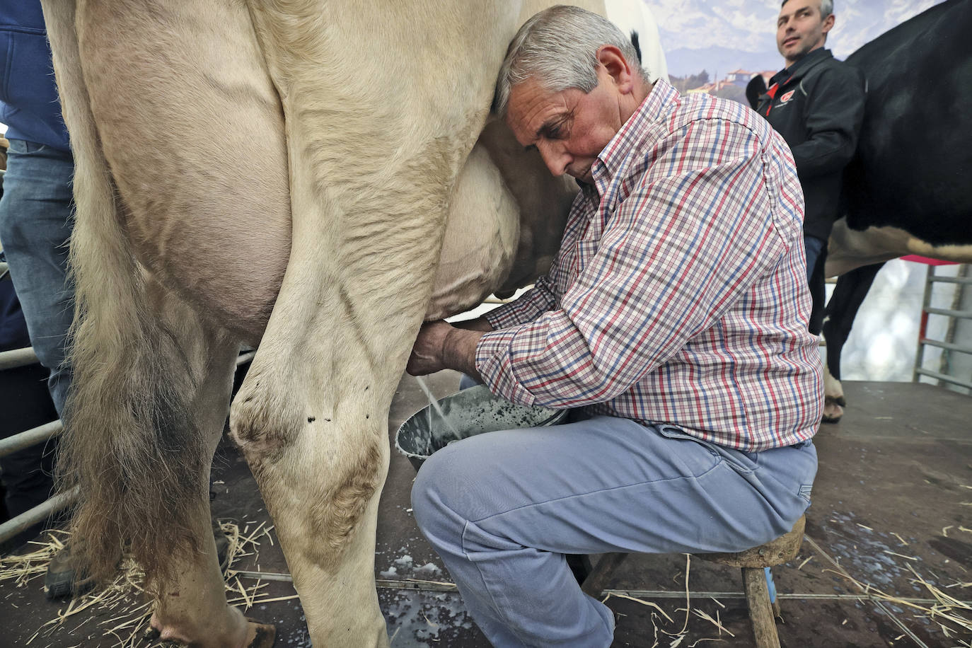 También se mostró cómo ordeñar