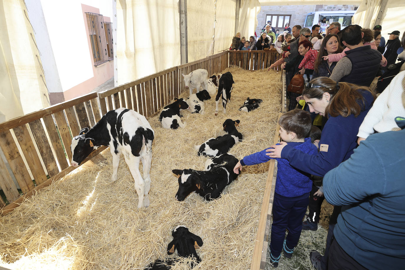 Los más pequeños disfrutaron con los becerros a los que podían tocar y alimentar