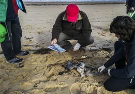 Imagen de una de las aves marinas localizadas muertas en enero en la costa de Cantabria