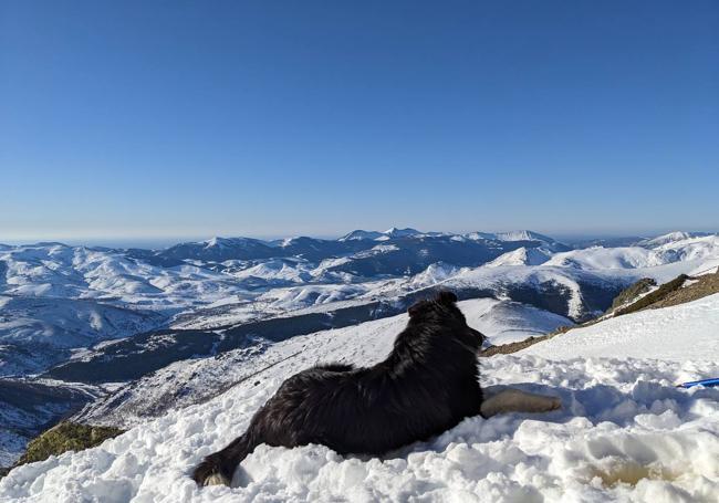 El border collie contemplando el paisaje mientras nos colocábamos los crampones.