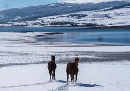 Dos caballos caminan sobre la nieve en la zona de Monegro